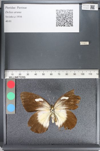 Media type: image;   Entomology 130577